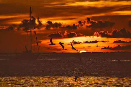 silhouette of birds during sunset thumbnail