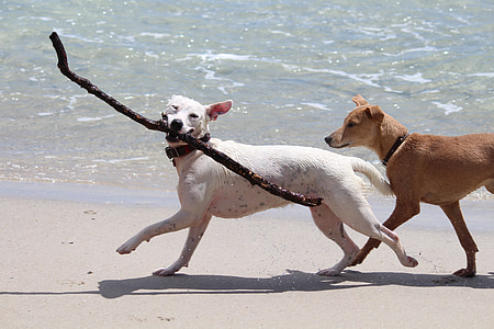 white dog fetching twig on seashore thumbnail