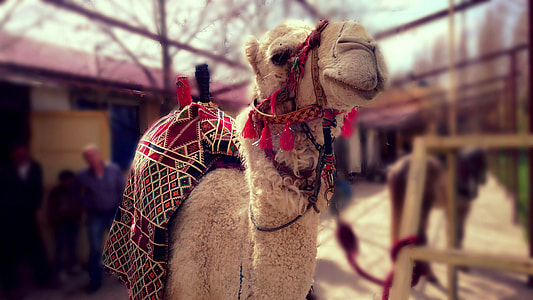 beige camel thumbnail