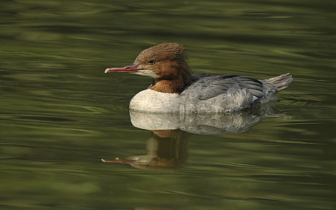 selective focus of duck floating on body of water thumbnail