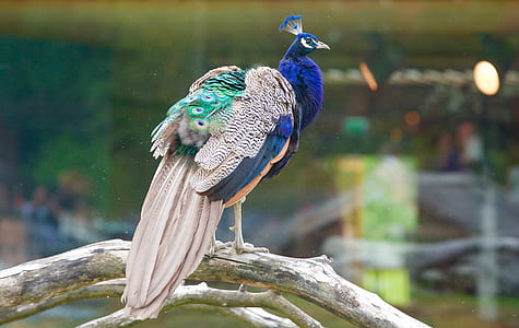 blue and beige peacock on tree branch thumbnail