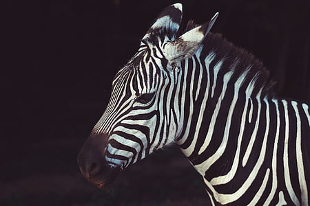 shallow focus photography of zebra thumbnail