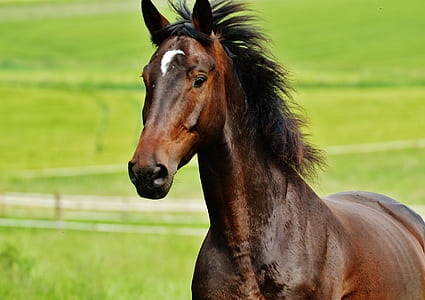 selective focus photo of brown horse thumbnail