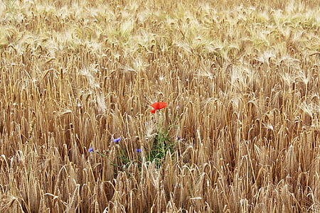 red poppy flower and purple cornflowers on wheat field thumbnail