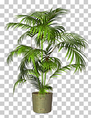 Flowerpot Houseplant, Potted, green majesty palm PNG clipart