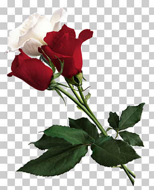 White Rose of York Flower Red White Rose of York, White and Red Roses , red and white roses PNG clipart