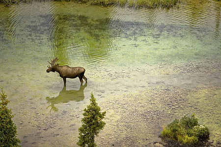 brown moose on river during daytime thumbnail