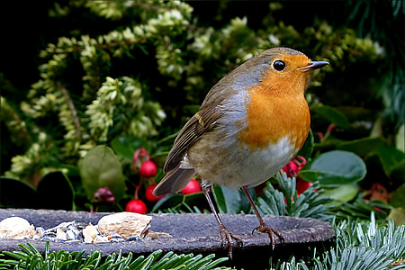 brown and orange bird thumbnail