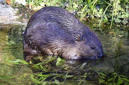 beaver in body of water thumbnail