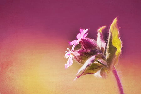 shallow focus photography of purple flower thumbnail