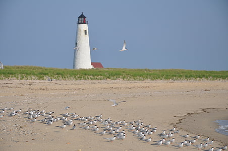 birds on brown sand near white lighthouse during daytime thumbnail
