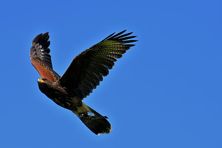 eagle flying in the sky thumbnail
