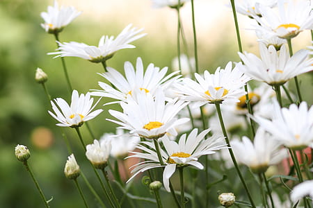 white daisies during daytime thumbnail