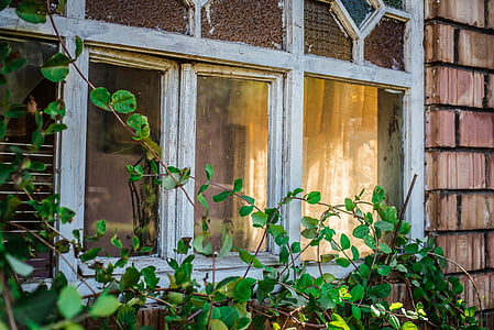 green leafed plants near window thumbnail