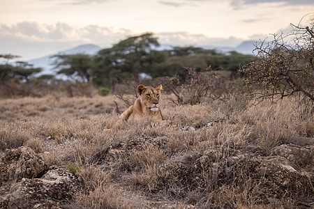wildlife, animals In The Wild, africa, safari Animals thumbnail