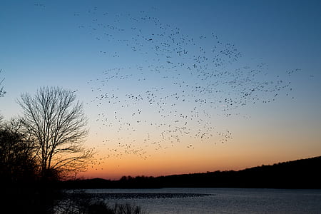 silhouette of tree near on lake thumbnail