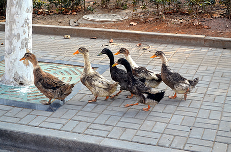 six assorted ducks on road during daytime thumbnail