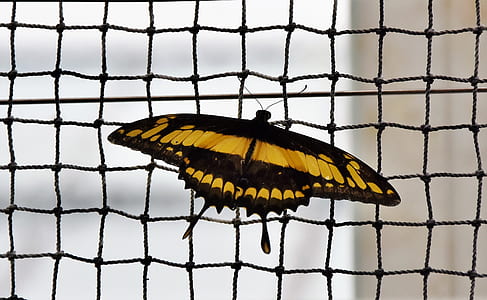 selective focus photography of black and yellow swallowtail butterfly on black net thumbnail