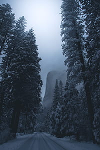 pine trees covered of snow thumbnail