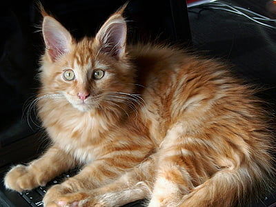 orange tabby cat thumbnail