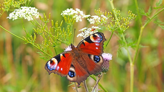 red and brown butterfly thumbnail