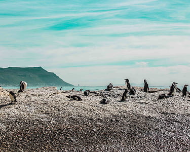 penguins on shore thumbnail