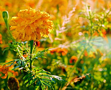 yellow petal flower macro photograhpy thumbnail
