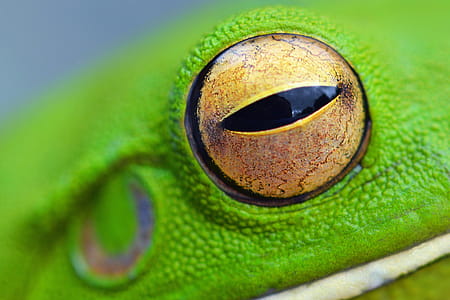 Eye of Frog thumbnail