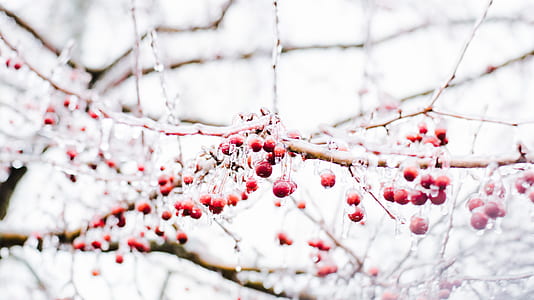 cherry blossom iced in winter during daytime thumbnail