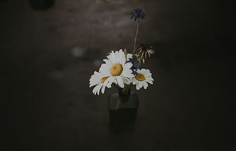 three white daisy flowers in glass bottle thumbnail