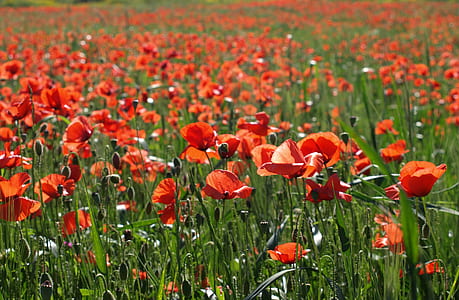 orange poppy flower field blooming in daytime thumbnail