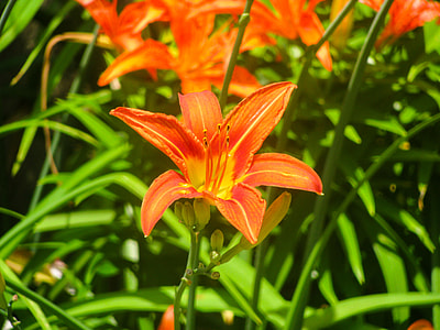 close up photo of flower thumbnail