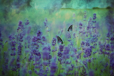 photo of butterflies on purple petaled flowers thumbnail