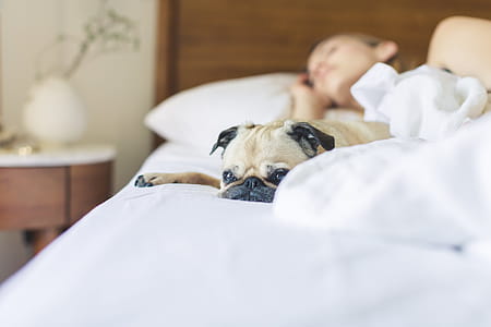 Pug Gets Cozy In The Morning Photo thumbnail