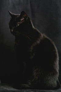 Portrait of black cat thumbnail