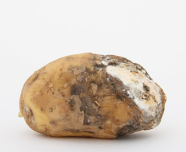brown root crop thumbnail