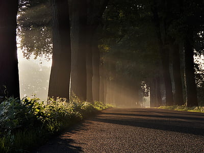 wide road between trees thumbnail