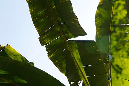 clear skies over Banana leaf thumbnail