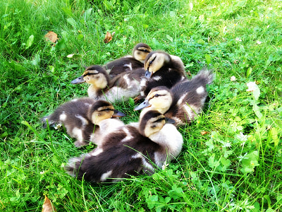 ducks on grass thumbnail