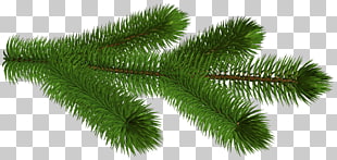 pine fir spruce tree branch pine cone green branch png clipart