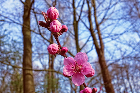 selective focus photo of pink petaled flowers thumbnail