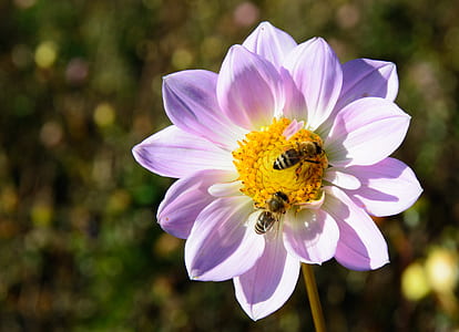 two bees on pink petaled flower thumbnail