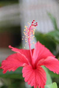 red hibiscus thumbnail