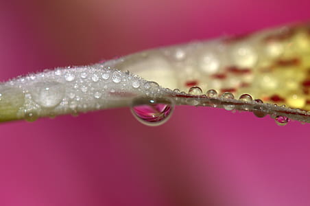 micro photography of yellow leaf with water drop thumbnail
