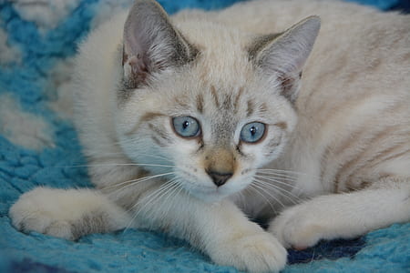 gray tabby cat on blue textile thumbnail