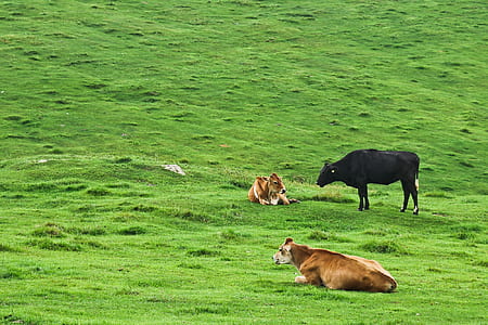 brown and black cows on green grass field thumbnail