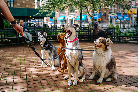 border collie, blue merle Dobremann, Vizsla and Siberian husky sitting on red brick in park thumbnail