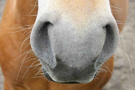 photo animal nose thumbnail