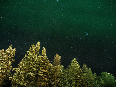 worms eye view of pine trees under starry night thumbnail