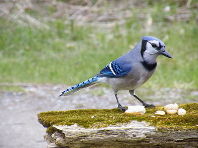 selective focus photography of blue jay thumbnail
